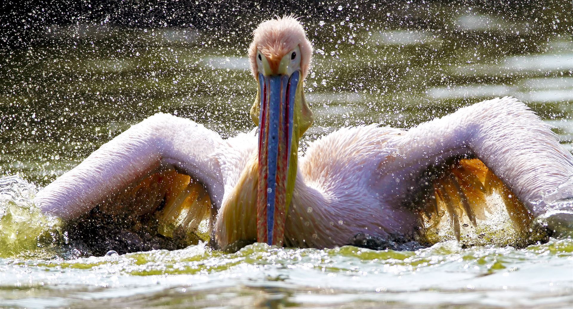 Impressionen des Bharatpur Bird Sanctuary