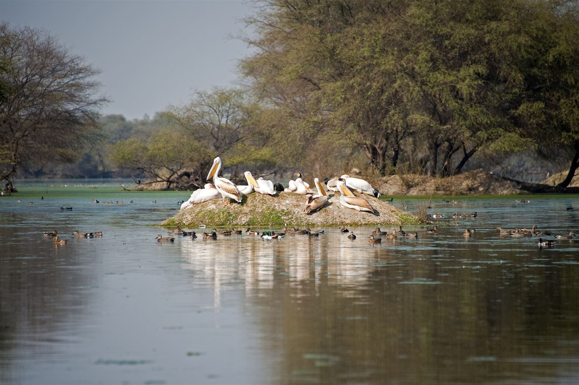 Pelikan Bharatpur Bird Sanctuary