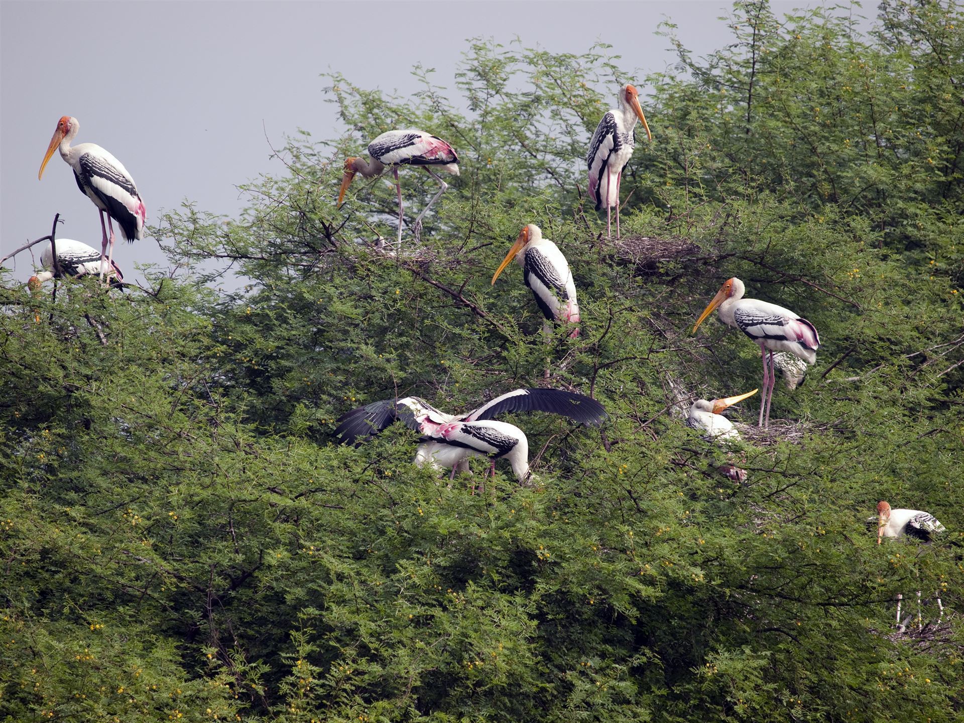Störche im Bharatpur Bird Sanctuary