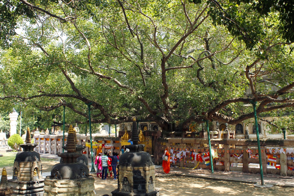 Mahabodhi Baum ind Bodh Gaya