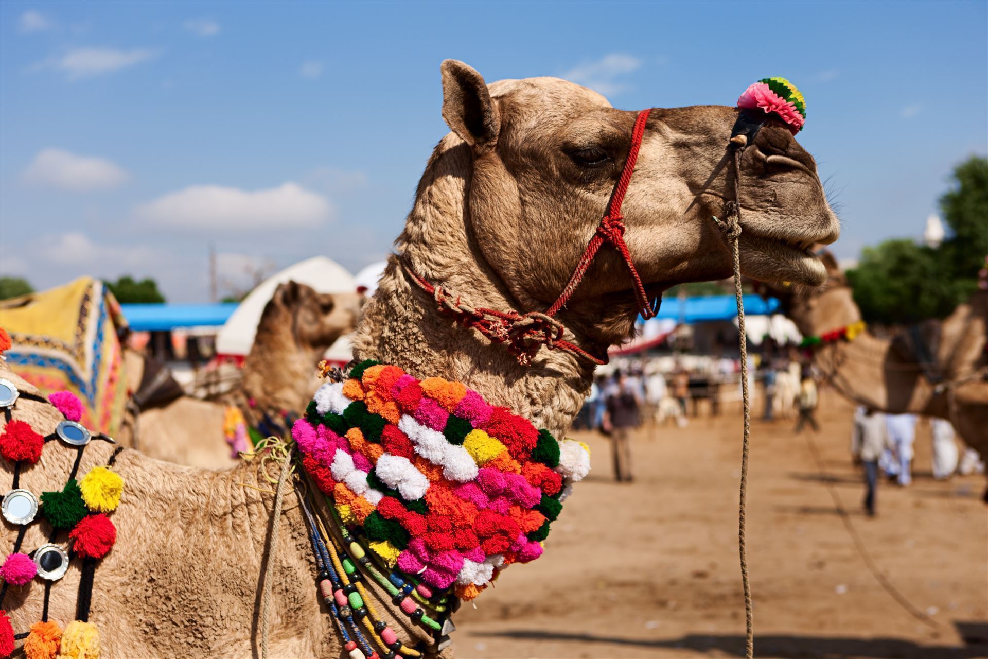 Kamelmarkt in Pushkar
