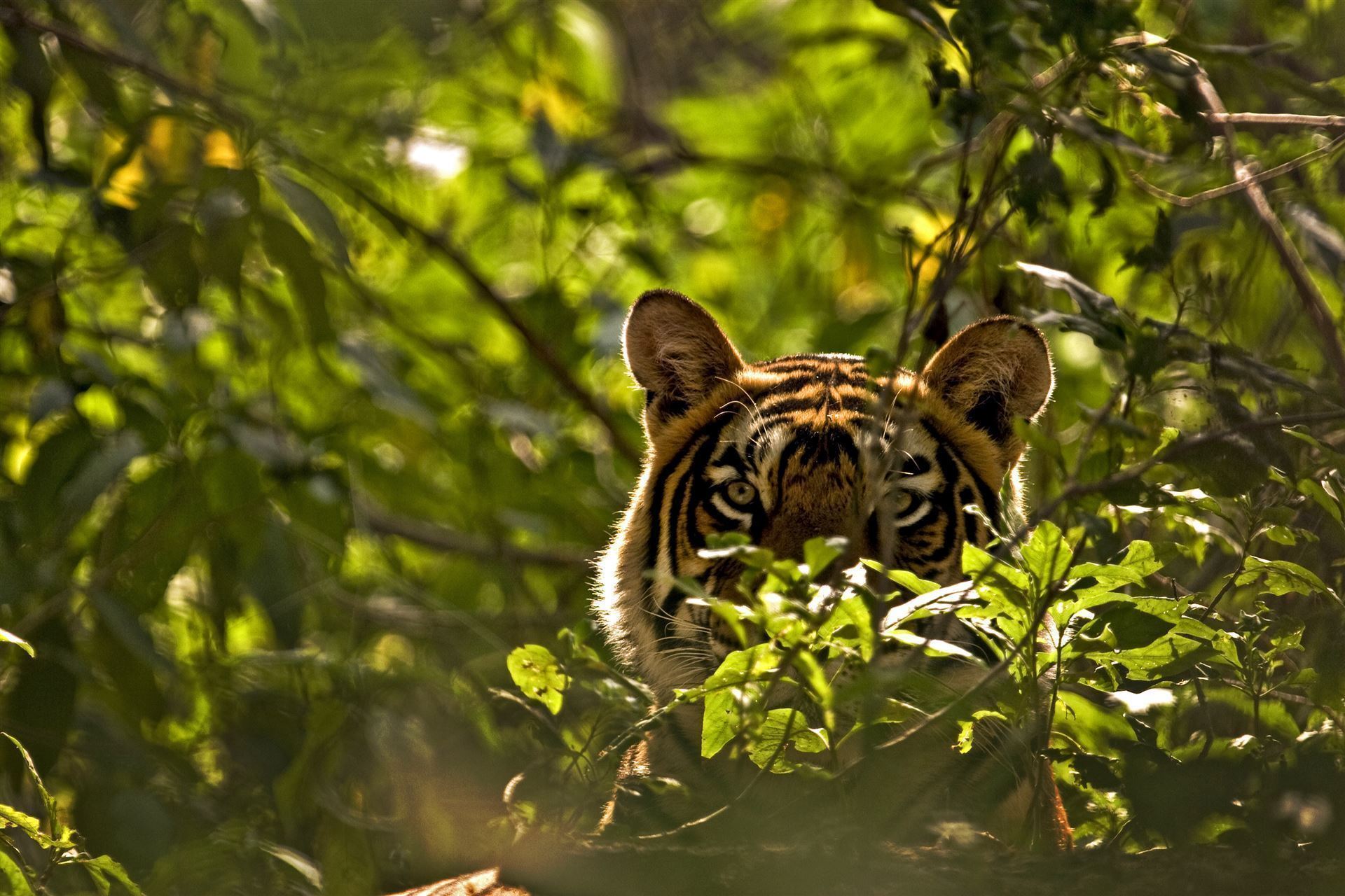 Tiger im Ranthambore Nationalpark