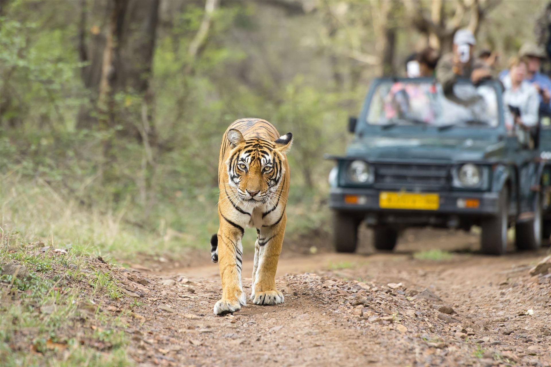 Tiger auf Safari im Ranthambore NP