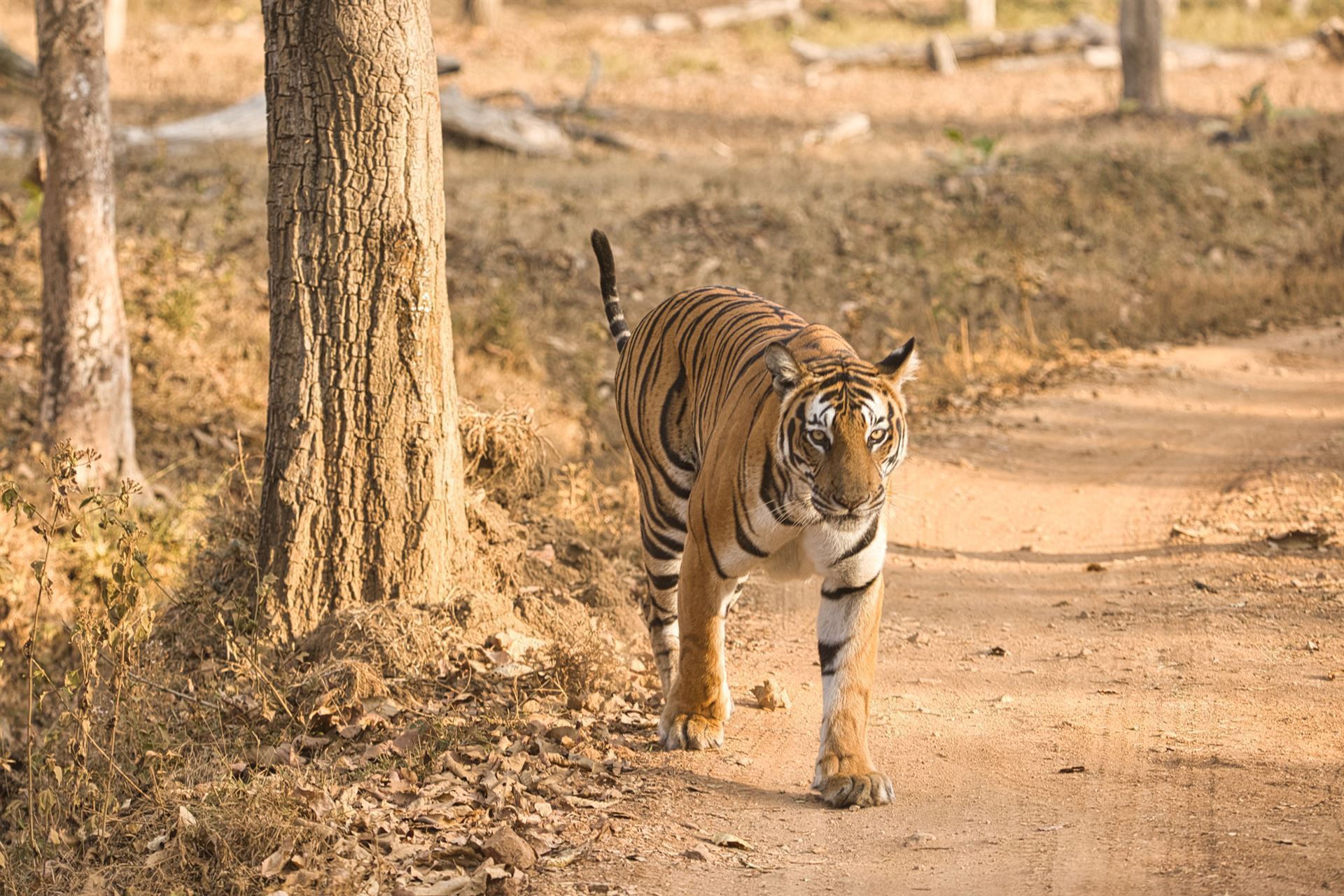 Wilder Tiger