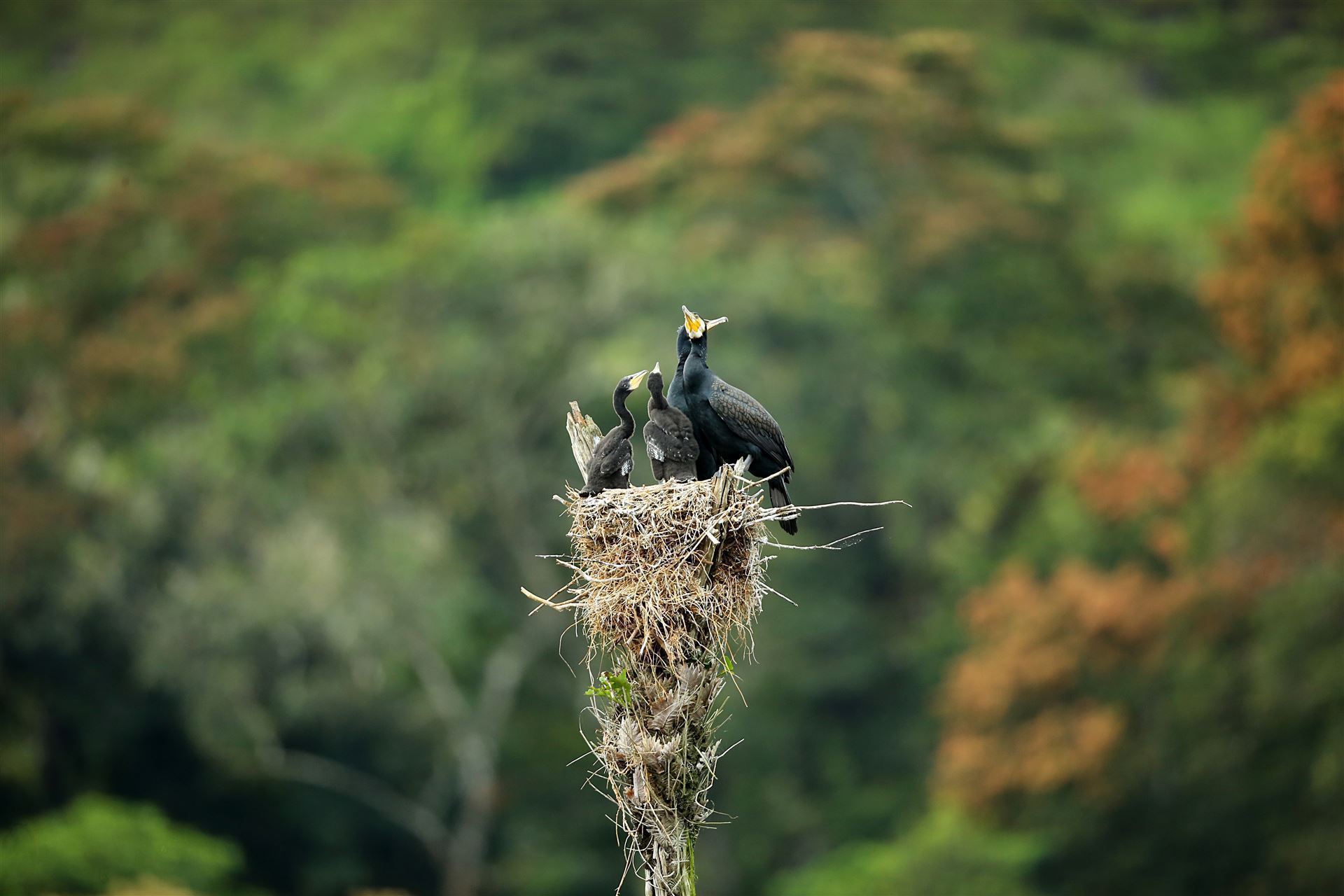Komorane im Periyar Nationalpark