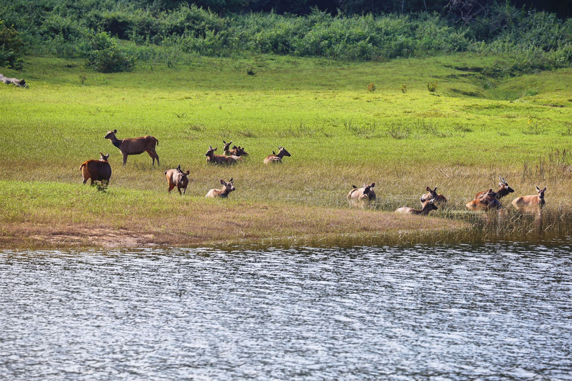 Wilde Rehe im Periyar Nationalpark