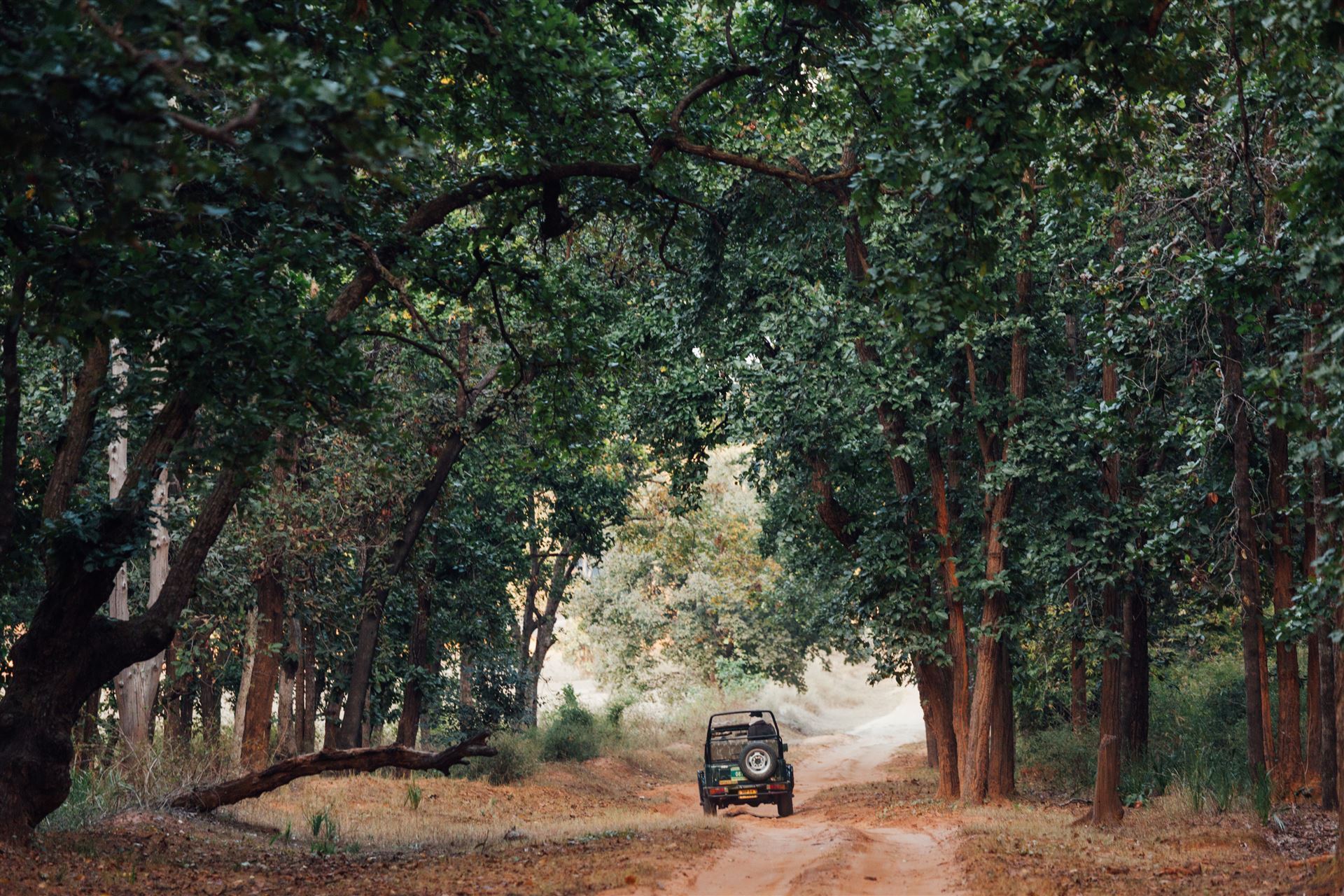 Safari-Fahrzeug im Bandhavgarh-Nationalpark