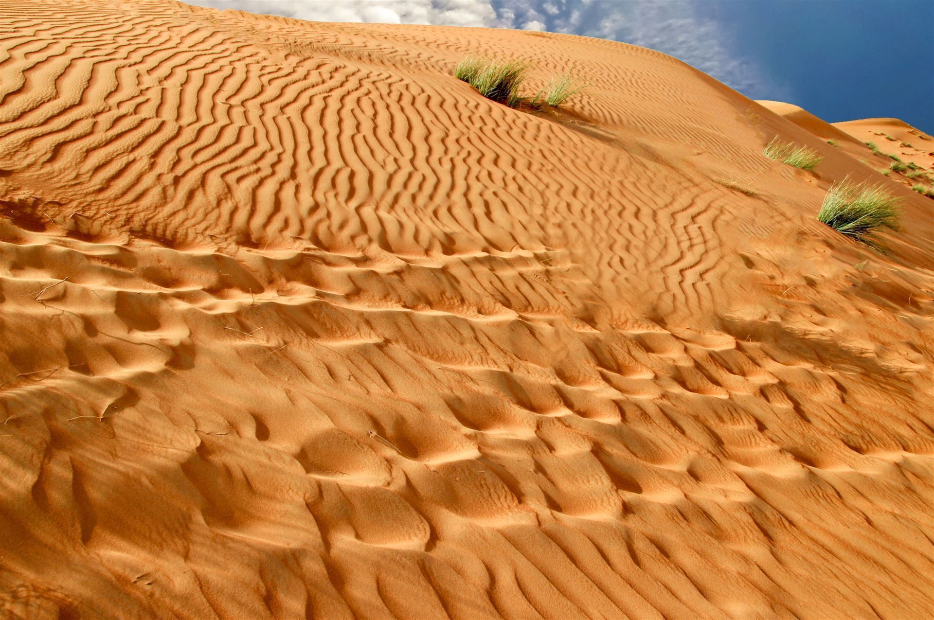 Sanddünen in der Wüste Thar