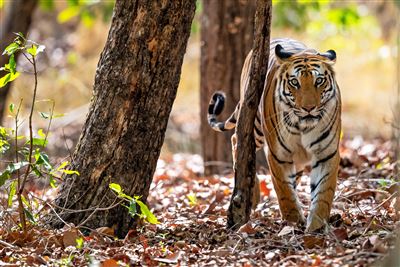 Tiger im Bandhavgarh-Nationalpark