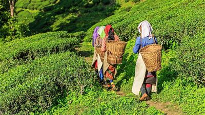 Darjeeling