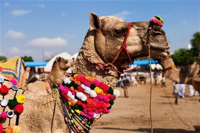 Kamelmarkt in Pushkar
