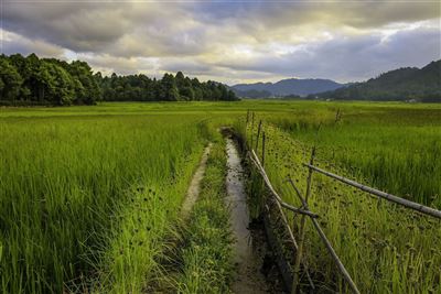 Reisfelder in Ziro