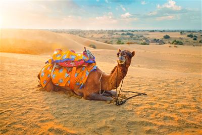 Kamele in der Wüste Thar