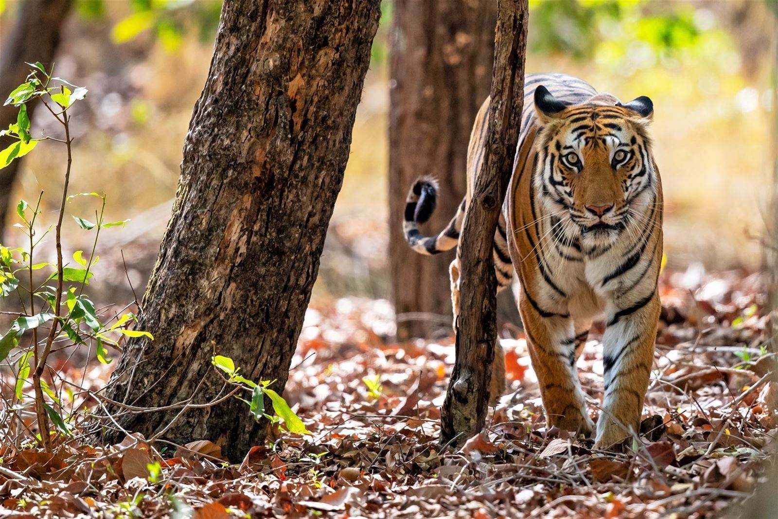 Tiger im Bandhavgarh-Nationalpark