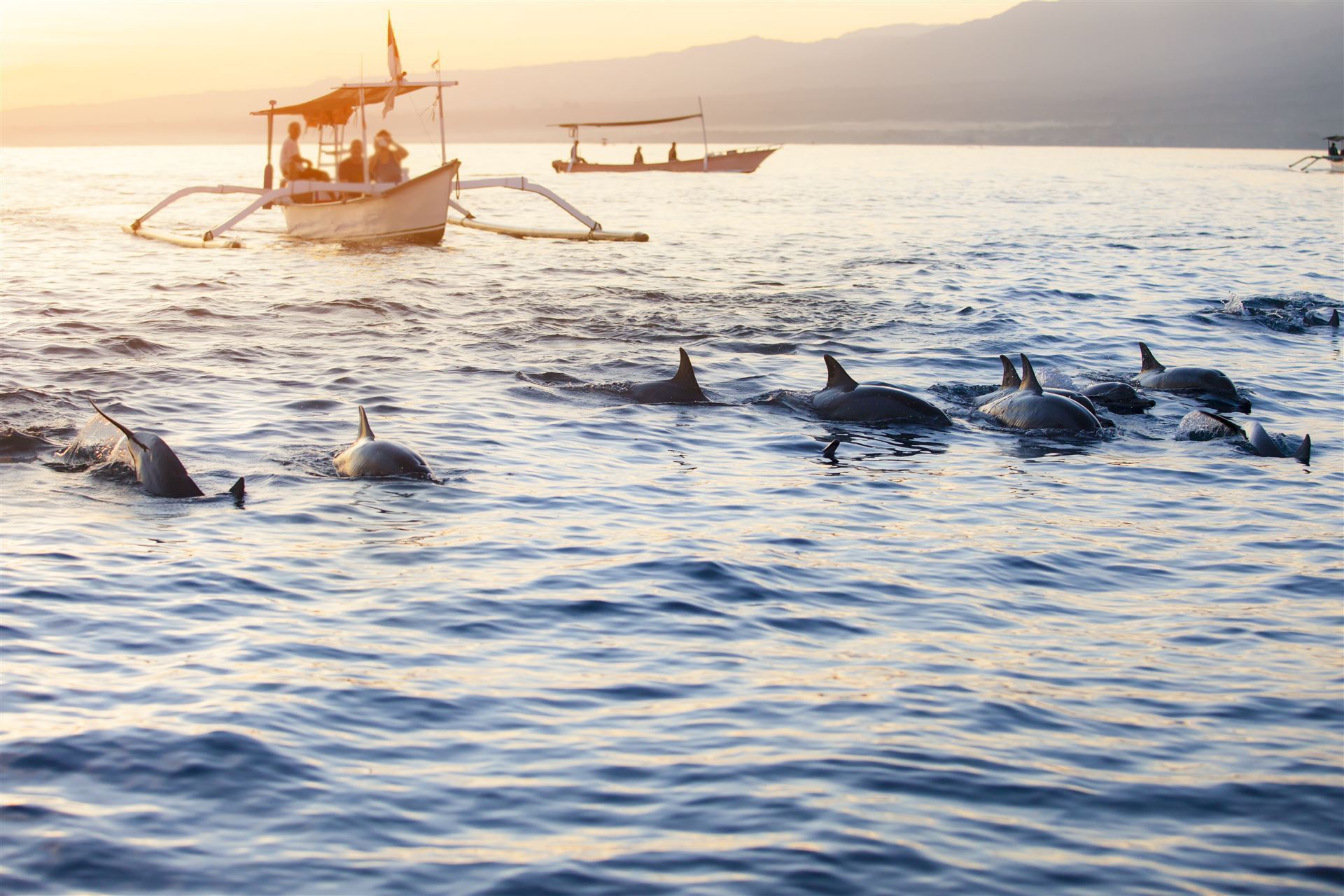 Delfin Safari in Lovina