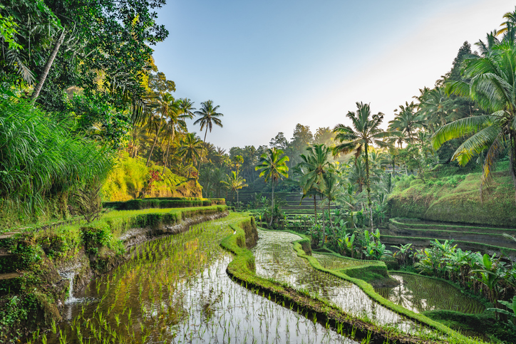 Reiseterrassen in Tegallalang