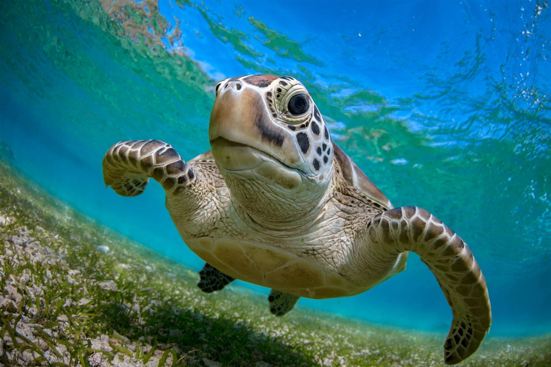 Grüne Schildkröte auf der Insel Gili Trawangan