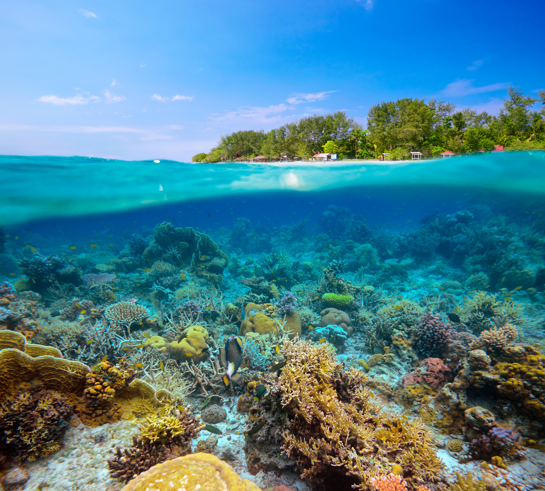 Impressionen Unterwasserwelt Bali