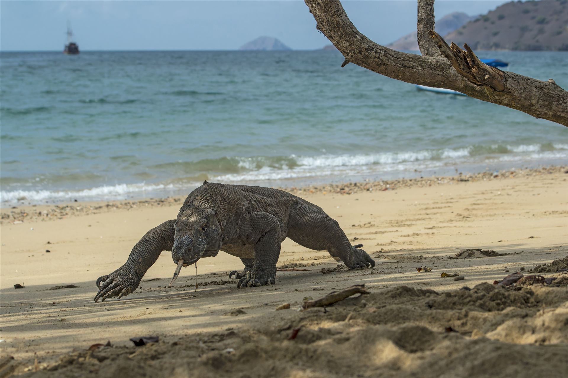 Komodowaran