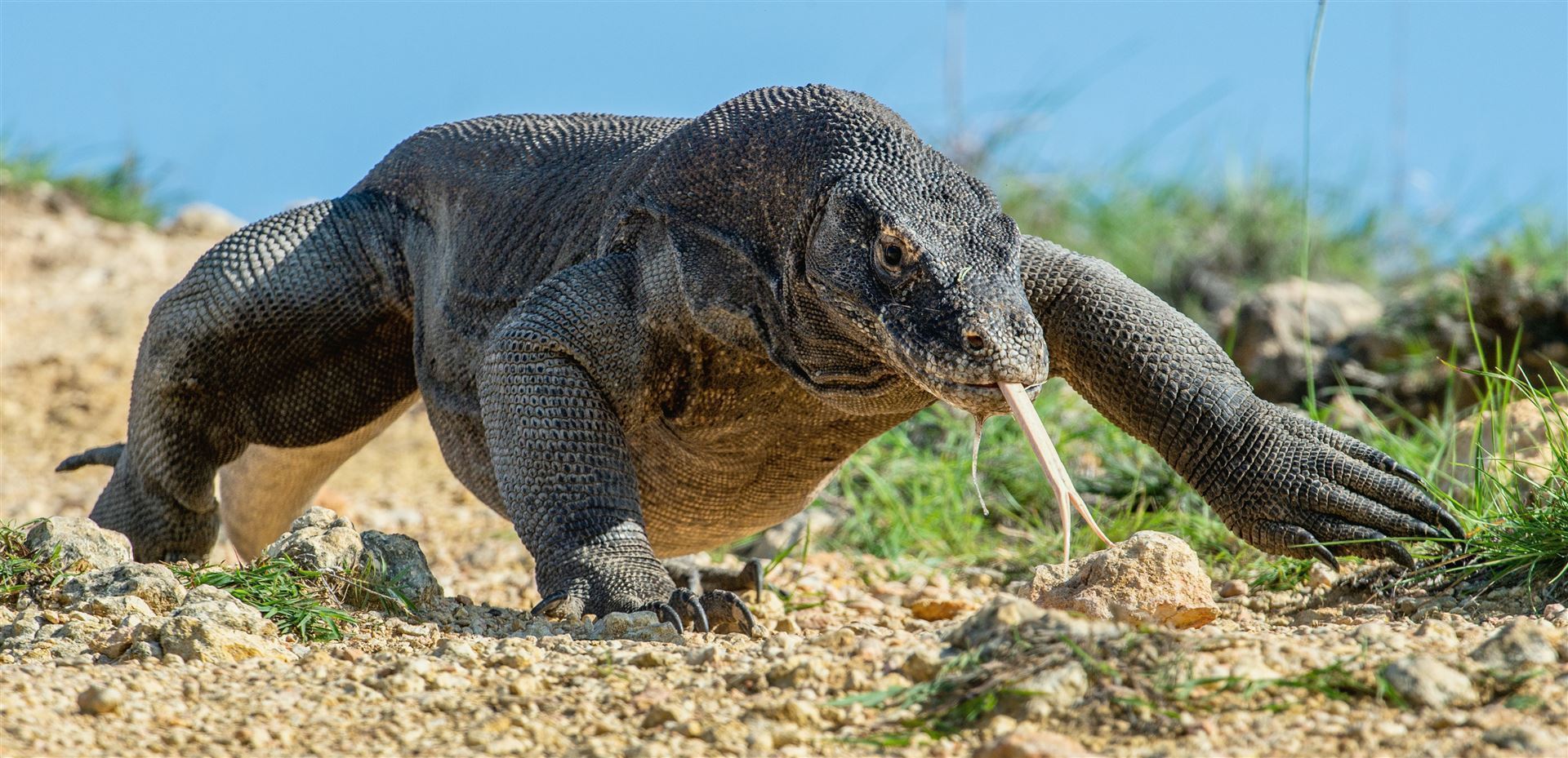 Komodowaran auf der Insel Komodo
