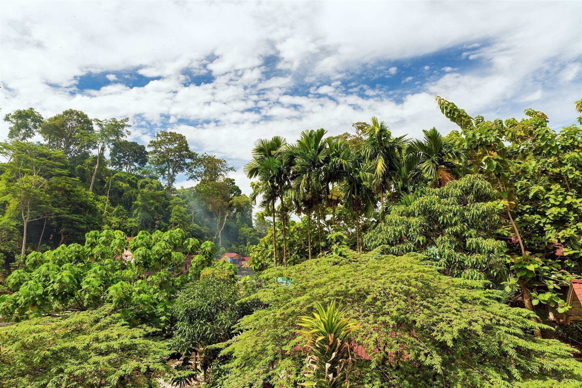 Regenwald Bukit Lawang