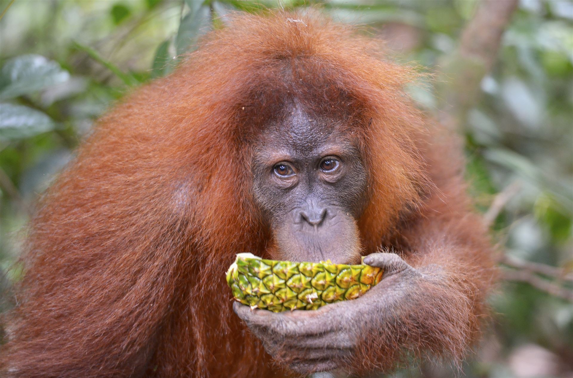 Orang Uta im Regenwald von Bukit Lawang