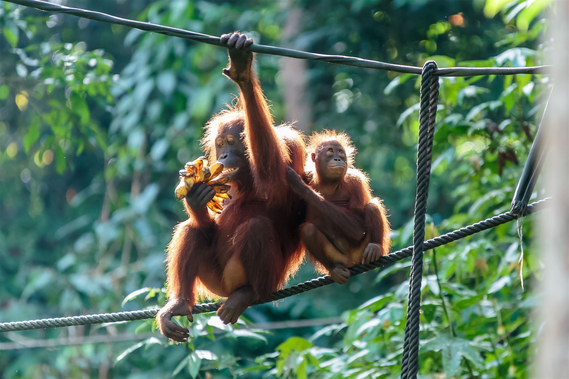 Orang Utans auf der Insel Sumatra