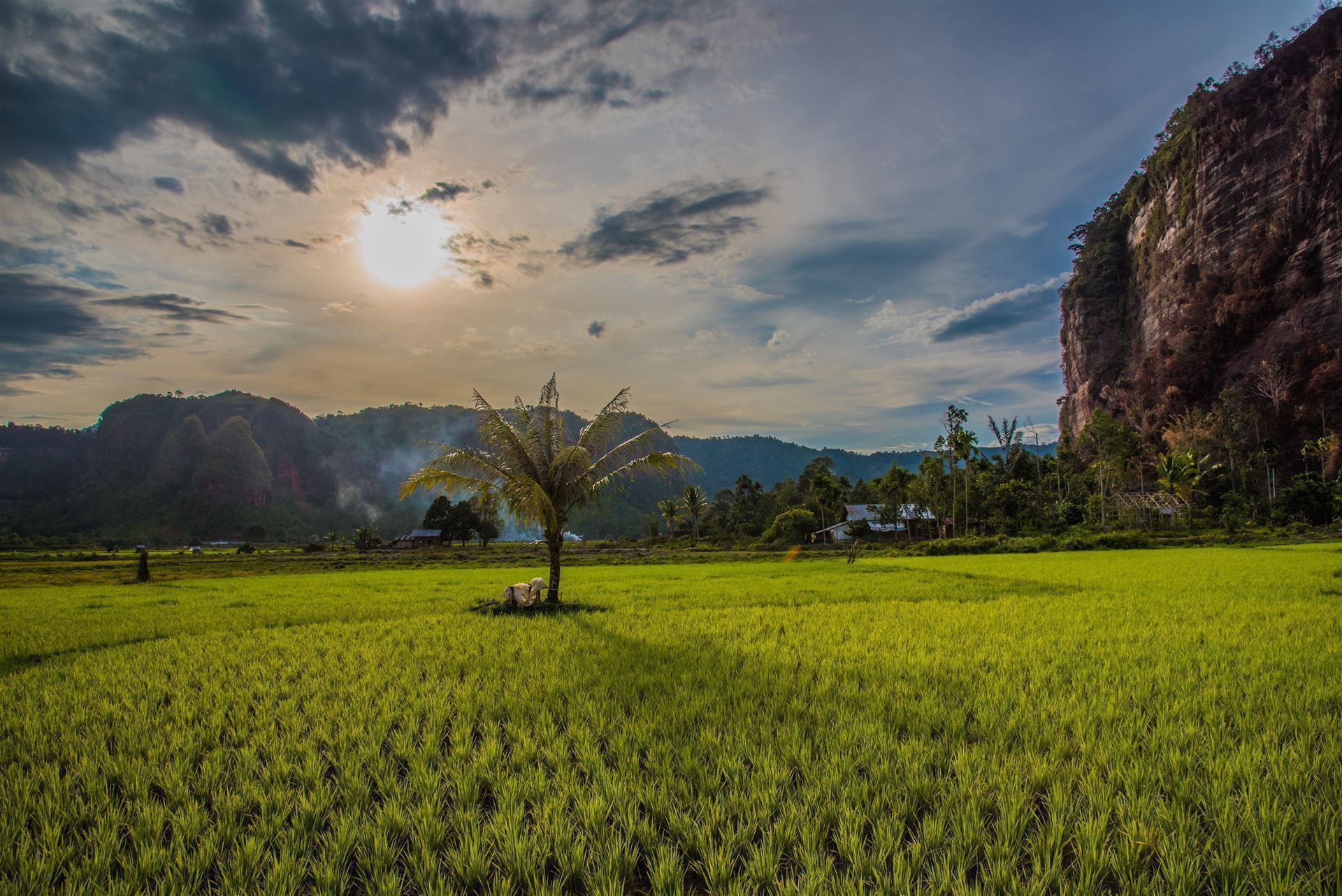 Reisfelder auf der Insel Sumatra