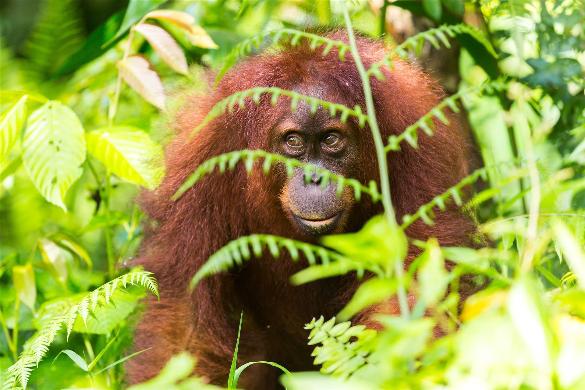Orang Uta versteckt sich