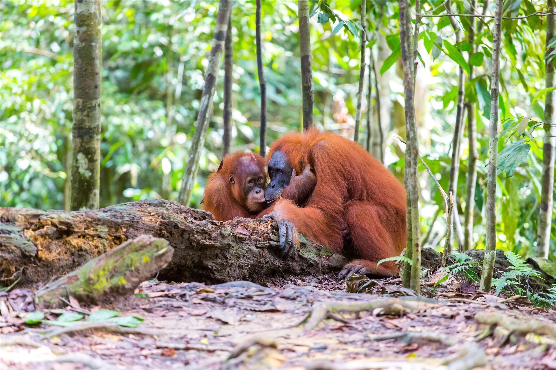 Orang Utans im Leuser Park