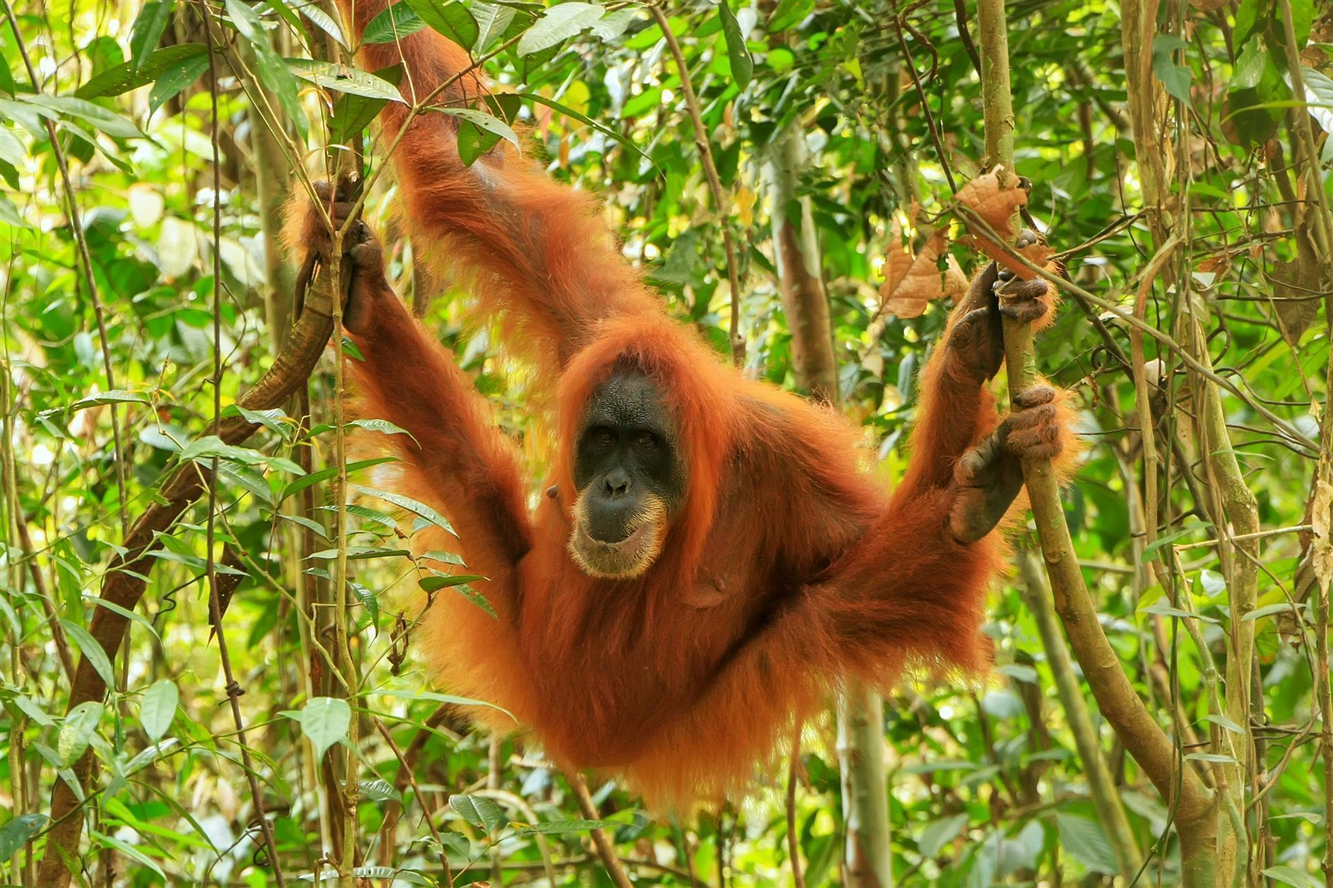 weibl.Orang Uta im Baum