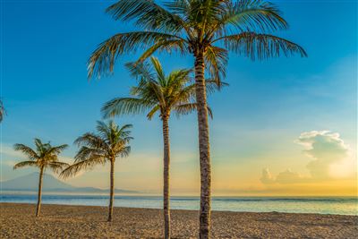 Strand mit Palmen 