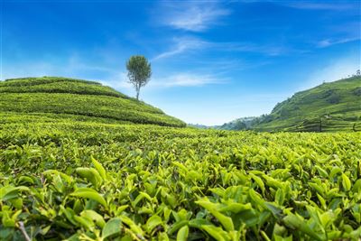 Teeplantagen bei Bandung