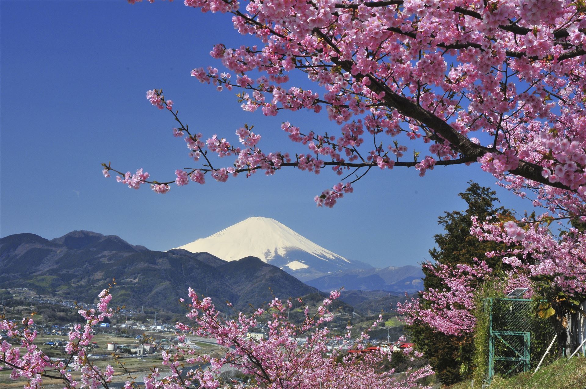 Fuji San zur Kirschblütenzeit
