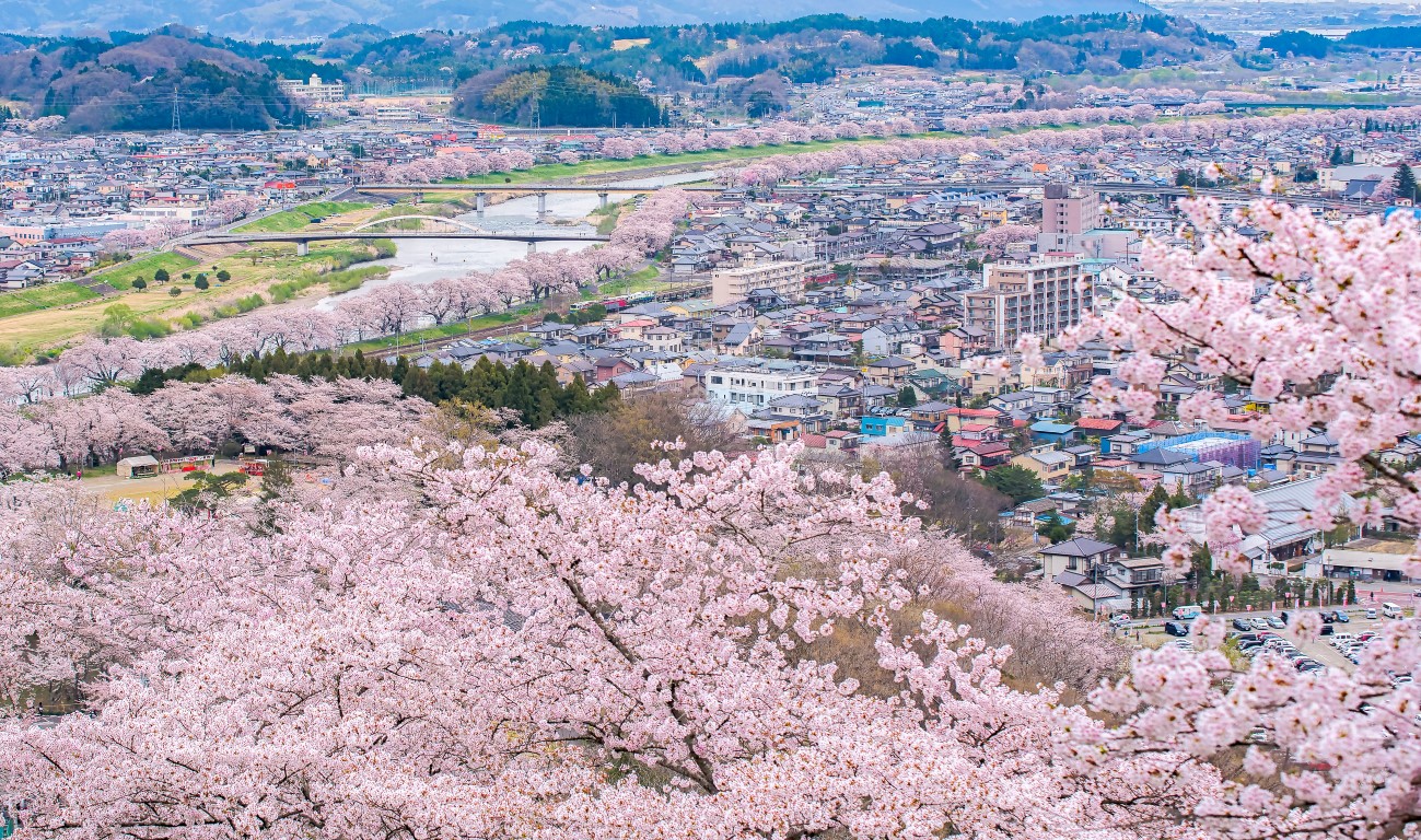 Sendai - Sakura oder Kirschblüte im Funaoka Burgruinenpark in Miyagi Sendai mit Kanal und Stadt