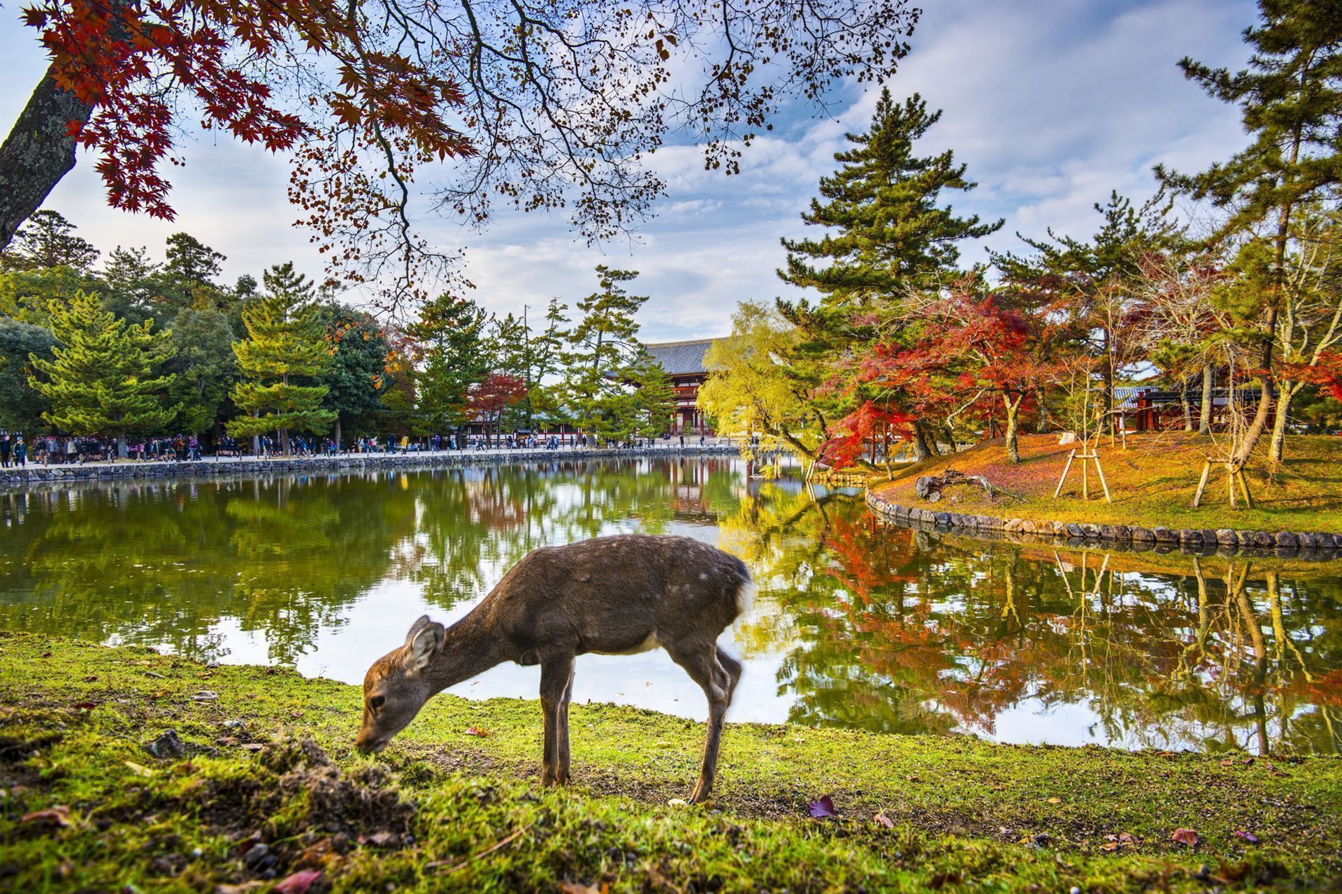 Kirsch im Nara Park