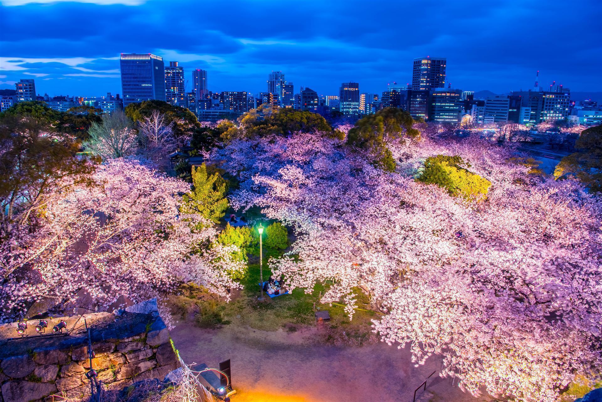 Kirschblüte in Fukuoka