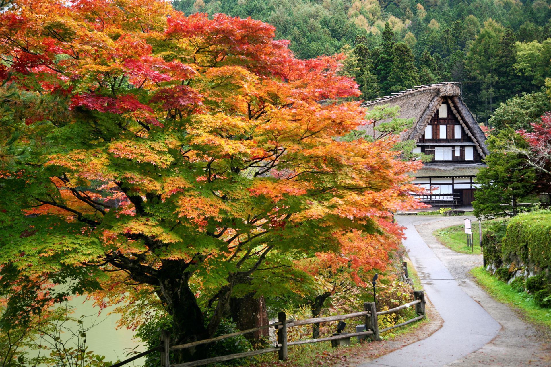 Herbstfärbung in Takayama