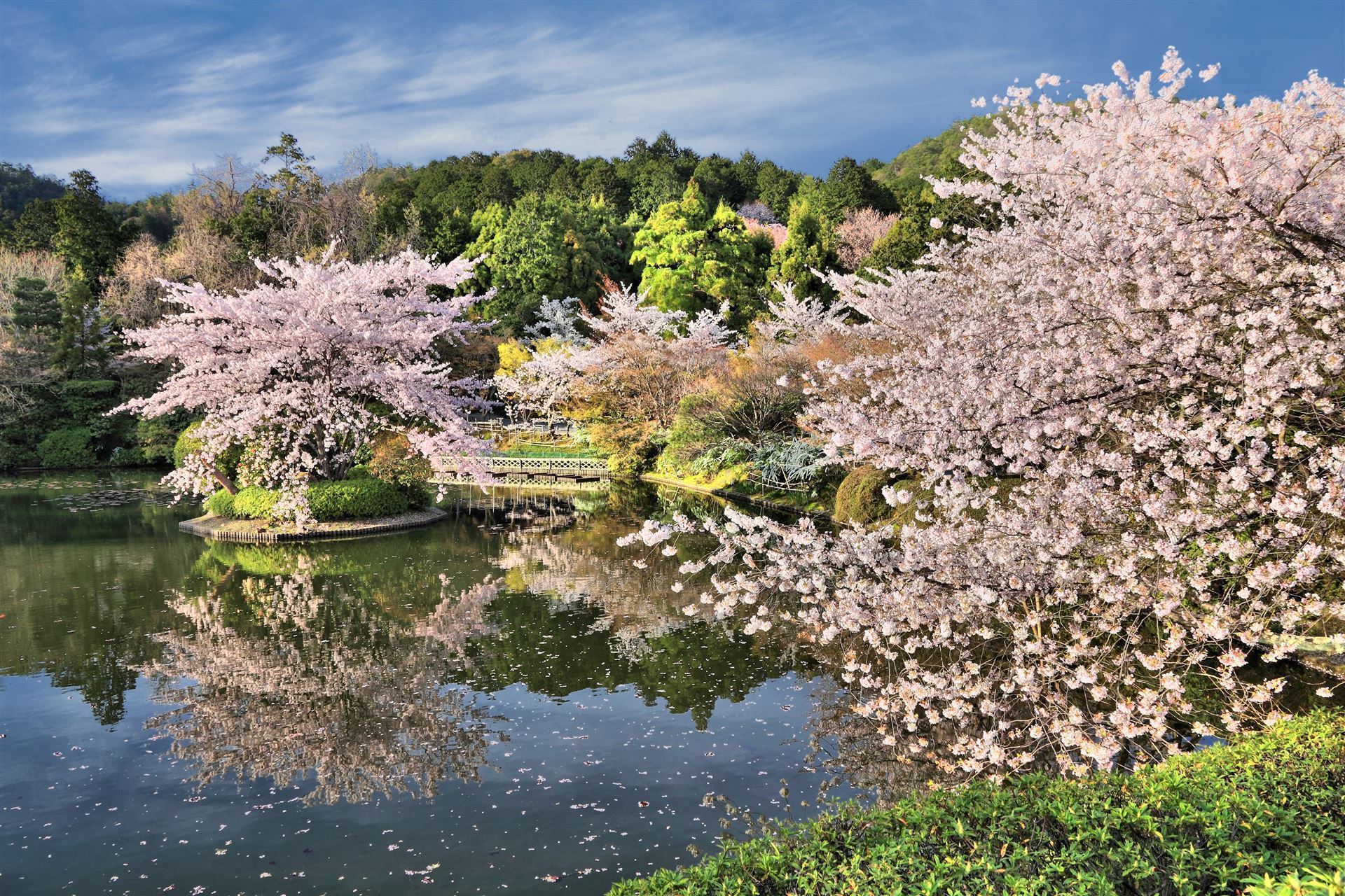 Ryoanji Tempel zur Kirschblüte