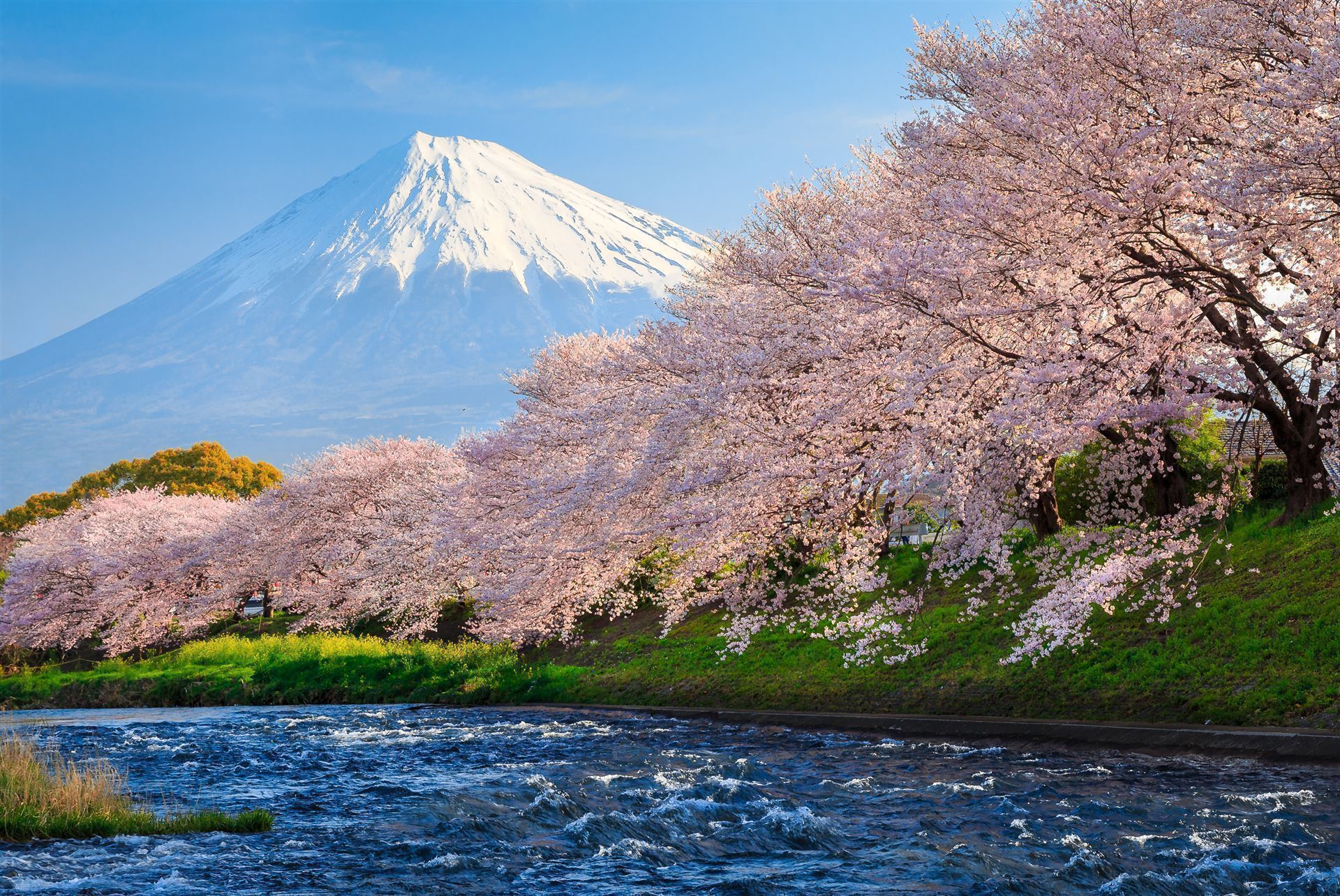 Fuji zur Kirschblüte