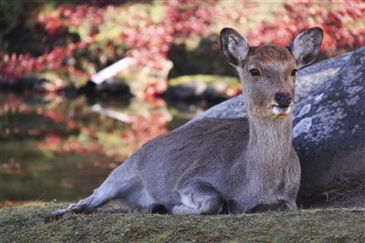 Kirsche im Nara Park