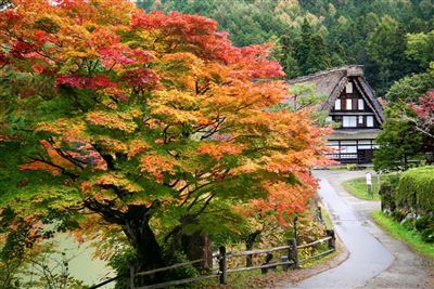 Herbstfärbung in Takayama