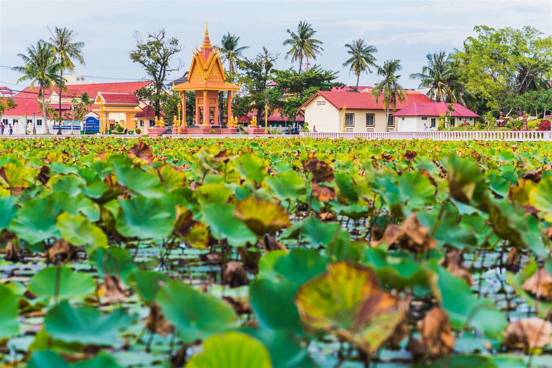 Lotusteich in Kampot