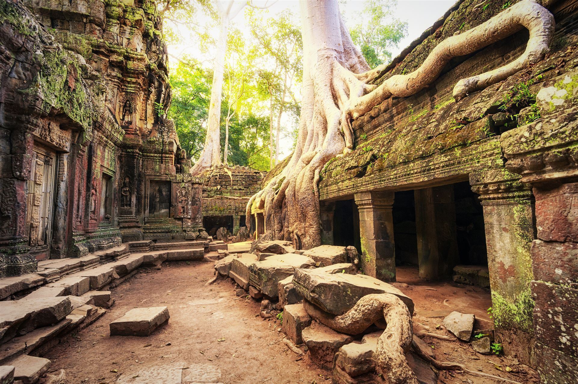 Ta Prohm Urwaldbaeume