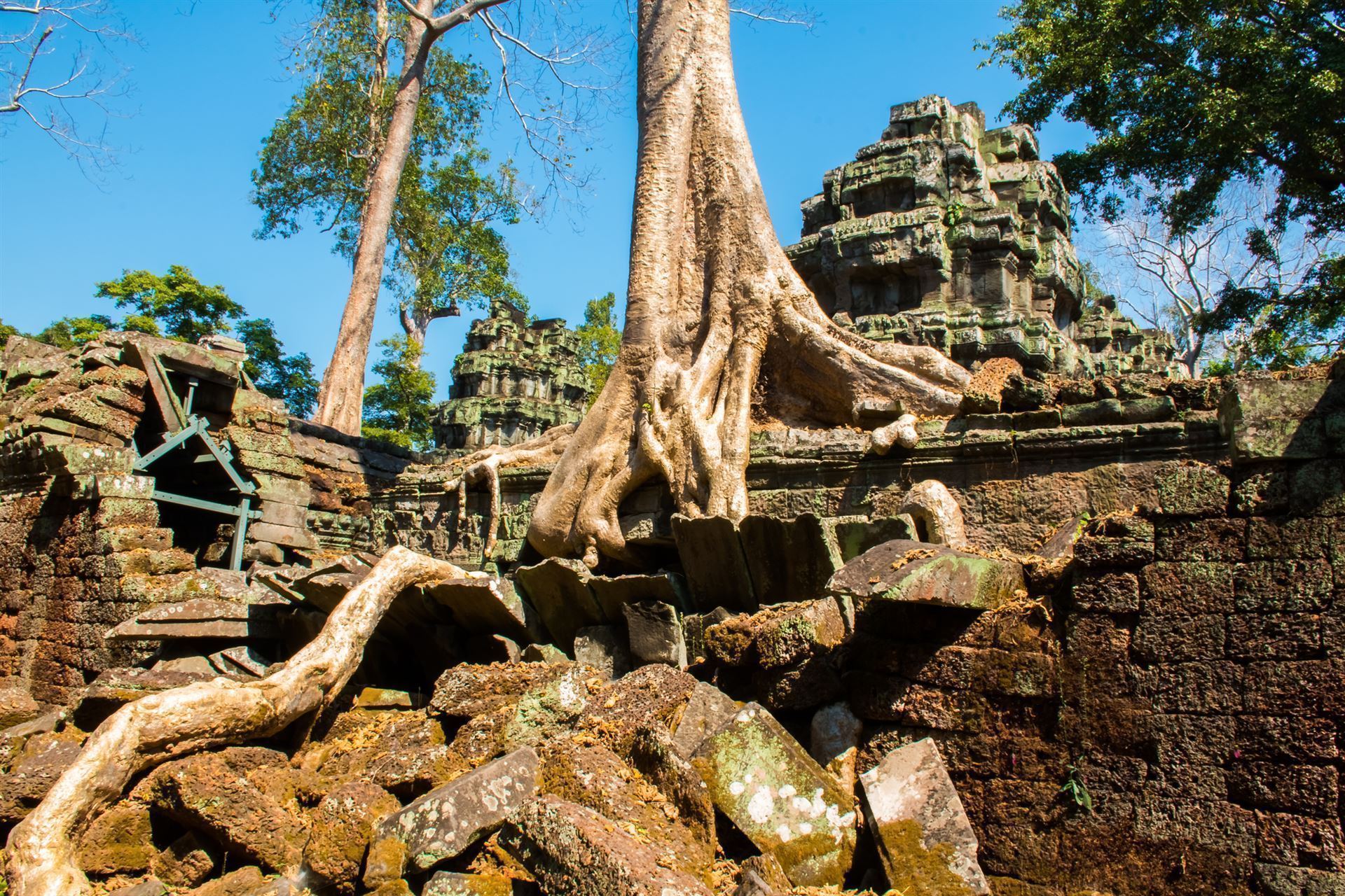 Ta Phrom Tempel mit Baumriesen