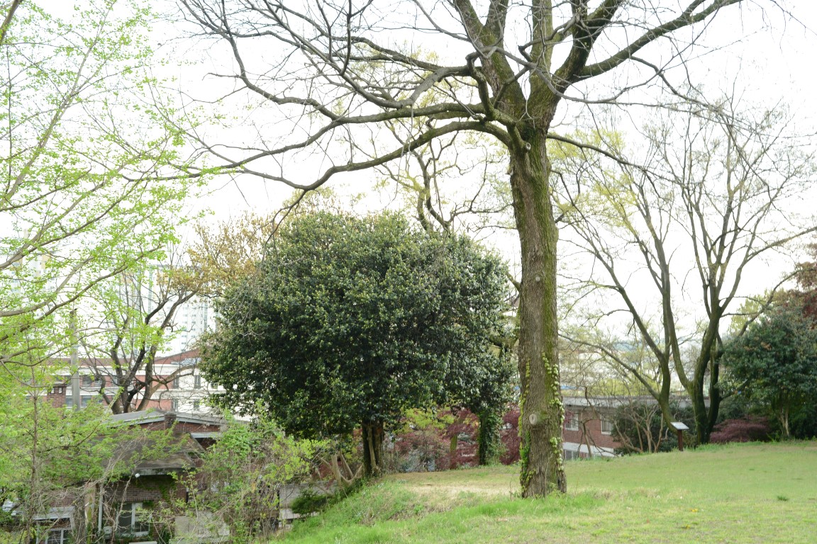Ilex cornuta-Gesamtansicht des Naturdenkmals Stechpalmenbaum in Yangnim-dong, Gwangju