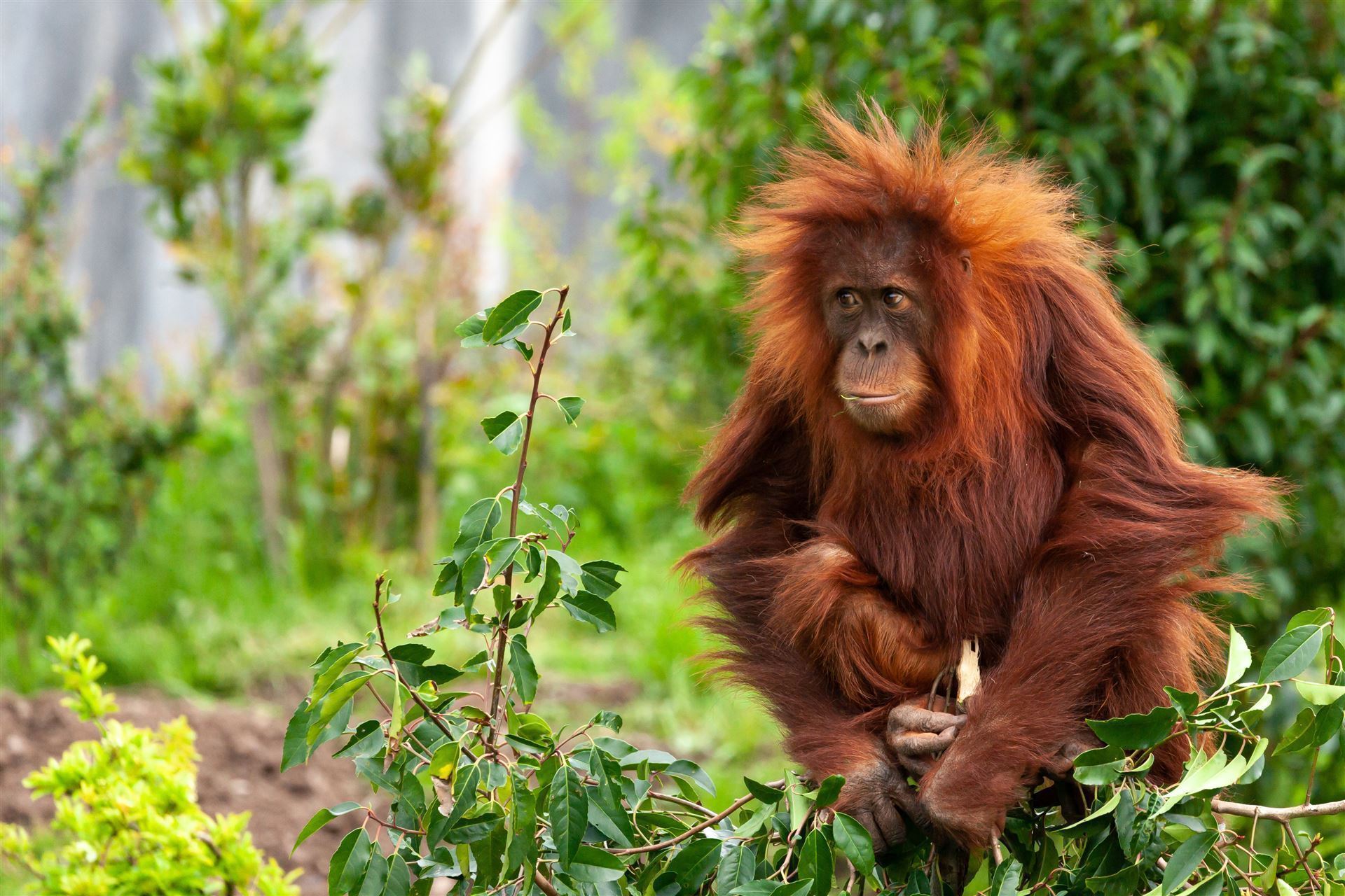 junger Orang Utan