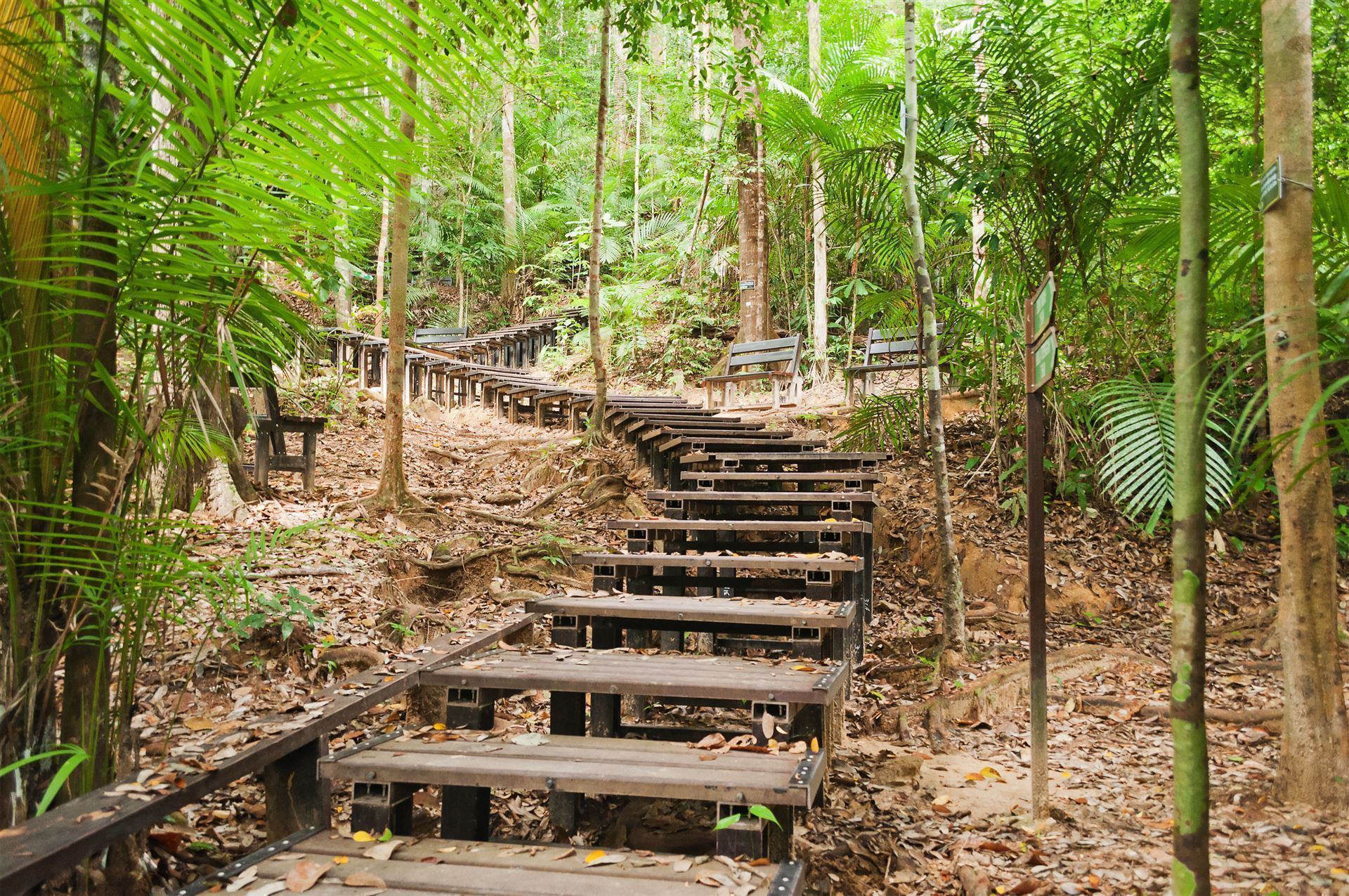 Wanderweg im Taman Negara Park