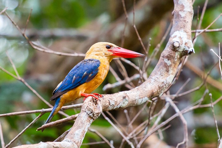 Kingfisher im Nationalpark Tanjung Puting