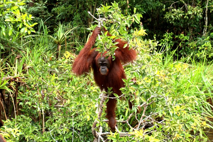 Junger Orang Utan im Nationalpark Tanjung Puting